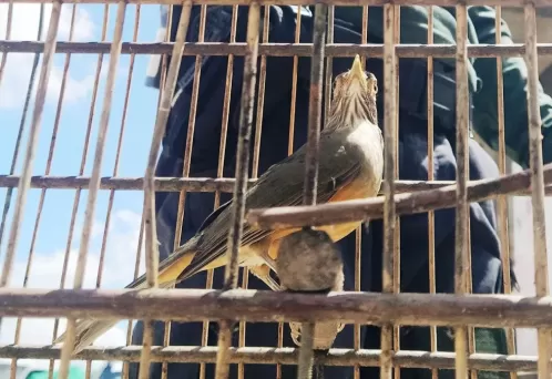 Noventa aves silvestres criadas de forma ilegal são resgatadas em Araçoiaba