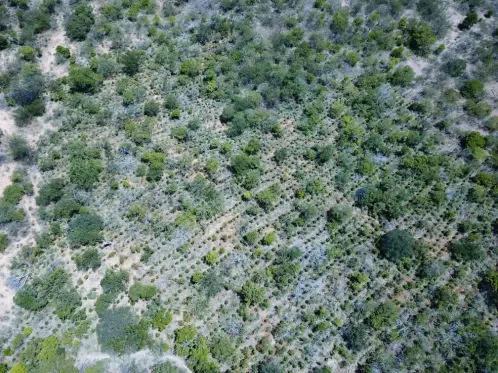 Operação Polígono I': Polícia Federal erradica mais de 128 mil pés de maconha no Sertão de PE