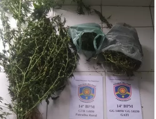 PM destrói 4,6 mil pés de maconha e apreende mais de 1 kg da droga na zona rural de Betânia