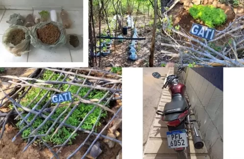 Polícia destrói 1,1 mil pés de maconha, e mais de 3 kg da droga em Carnaubeira da Penha