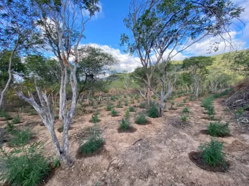 Plantio de 18,5 mil pés de maconha é destruído em Carnaubeira da Penha