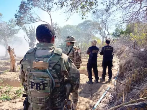 Operação da PF e PRF erradica 20 mil pés de maconha em Dormentes, PE