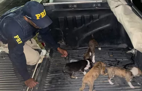 Filhotes de cães são resgatados pela PRF na BR-423 em Garanhuns