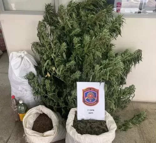 PM destrói 20 mil pés de maconha e apreende 20 kg da droga em Itacuruba