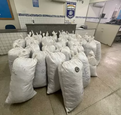 PM apreende cerca de 830 kg de maconha em Itacuruba