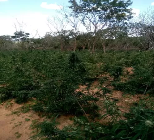 Polícia descobre plantação com 20 mil pés de maconha em Mirandiba