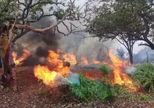 Polícia destrói mais de 58 mil pés de maconha no Sertão de Pernambuco