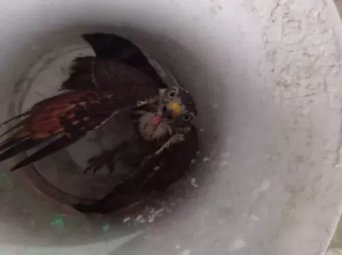 Polícia Militar apreende aves silvestres dentro de carro em Petrolândia