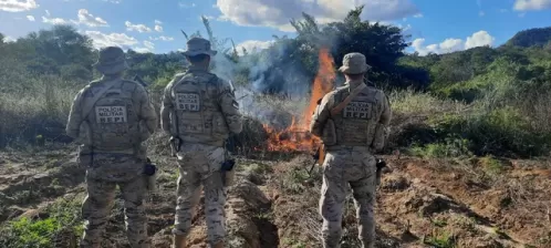 Polícia incinera mais de 8,7 mil pés de maconha e apreende 41 quilos da droga em Serra Talhada