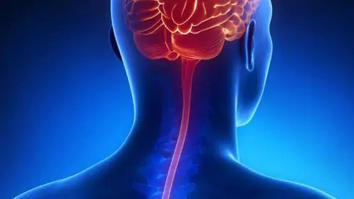 Pernambuco confirma segunda morte por meningite este ano; vítima é uma mulher de 39 anos