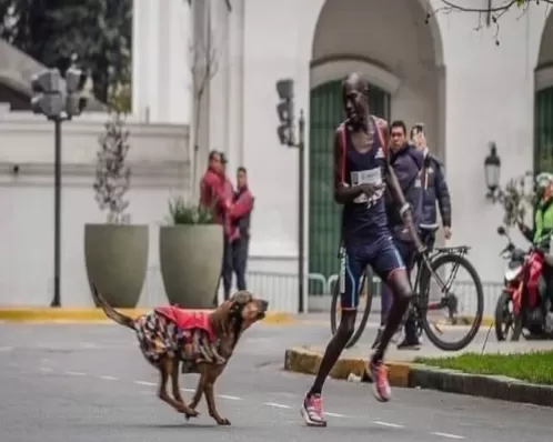 Corredor é atacado por cachorro durante maratona e perde prova
