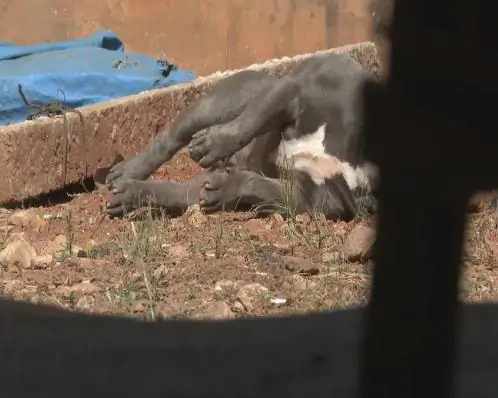 Cachorro é morto por PM com tiro na cabeça no Distrito Federal