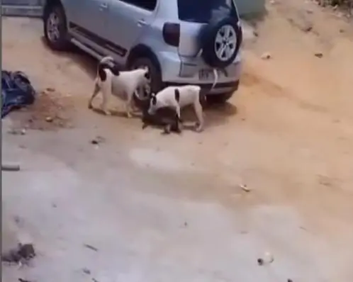 Pitbulls atacam cachorro de pequeno porte na Guabiraba, Zona Norte do Recife