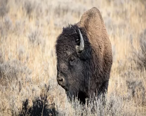Homem fica ferido e é preso após chutar bisão no parque de Yellowstone, diz autoridade