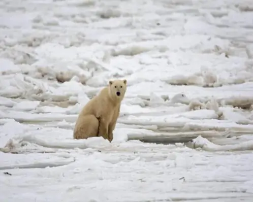 Autoridades da Islândia matam urso polar raro que revirava lixo de casa onde idosa estava sozinha