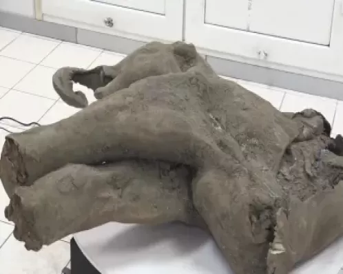 Bebê mamute encontrado na Rússia é o mais bem preservado do mundo, diz cientista