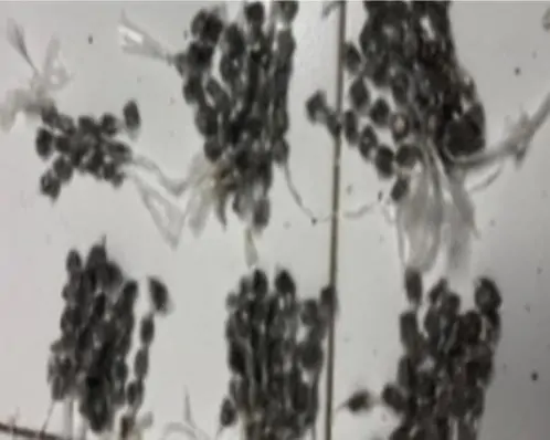 Cadeirante é preso com drogas no Cabo de Santo Agostinho