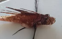 ILHA DE ITAMARACÁ: Peixe-leão é capturado pela primeira vez