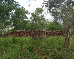 PM apreende carga de madeira retirada em desmatamento ilegal na zona rural de Água Preta