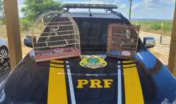 PRF AUTUA HOMEM PELO TRANSPORTE DE PÁSSAROS SILVESTRES EM CABROBÓ, PE