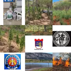 Dono de plantio com 45 mil pés de maconha é preso em Carnaubeira da Penha