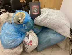 Polícia apreende 127 kg de maconha na zona rural de Carnaubeira da Penha