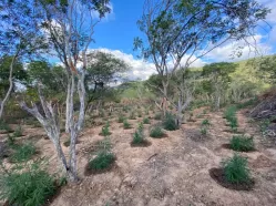 Plantio de 18,5 mil pés de maconha é destruído em Carnaubeira da Penha