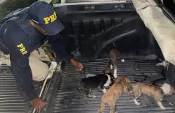Filhotes de cães são resgatados pela PRF na BR-423 em Garanhuns