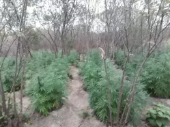 Polícia Civil destrói mais de 13 mil pés de maconha durante operação em Iguaracy