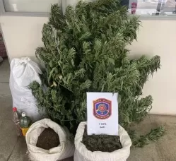 PM destrói 20 mil pés de maconha e apreende 20 kg da droga em Itacuruba