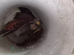 Polícia Militar apreende aves silvestres dentro de carro em Petrolândia