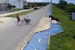 Homem bate moto em cavalos e fica ferido
