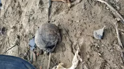 Esqueleto humano é encontrado às margens de rio em Vitória de Santo Antão